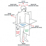 Scoliosis | International Schroth Three Dimensional Scoliosis Therapy